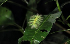 Adoliadini