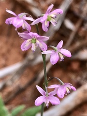 Arthropodium minus