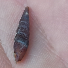 Clausilia