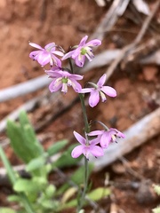 Arthropodium minus