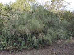 Retama monosperma
