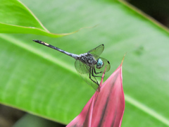 Micrathyria atra