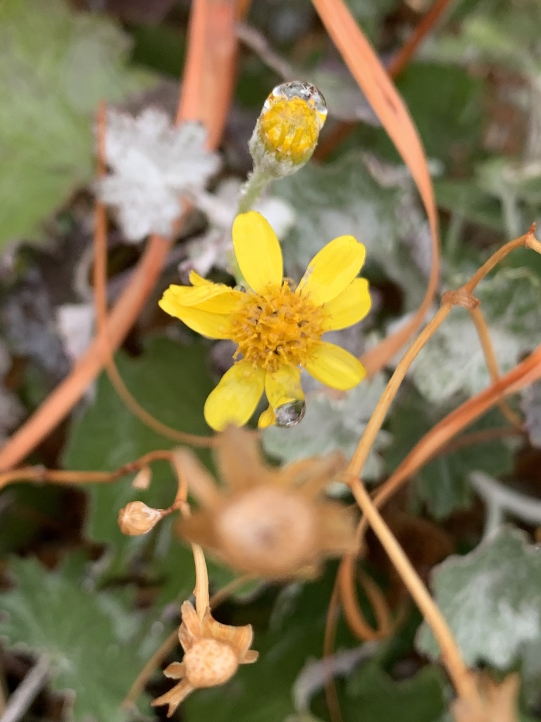 Cineraria albicans
