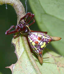 Micrathena spinosa