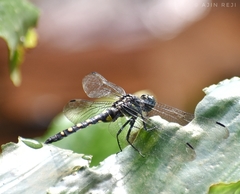 Onychothemis testacea