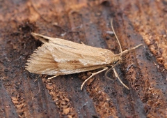 Diurnea lipsiella