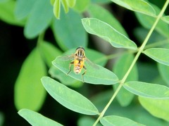 Mesembrius peregrinus