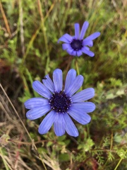 Felicia heterophylla