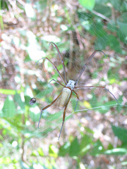 Nephila cornuta