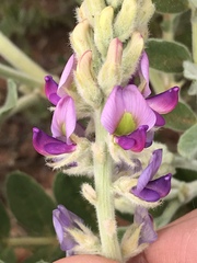 Swainsona canescens