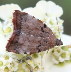 Choreutis pariana