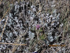 Teucrium gnaphalodes