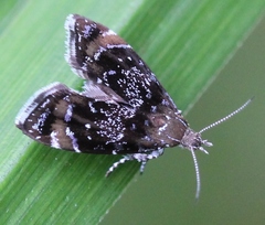Prochoreutis sehestediana