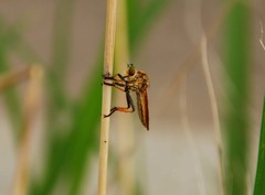 Cophinopoda