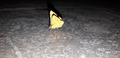 Hyperythra