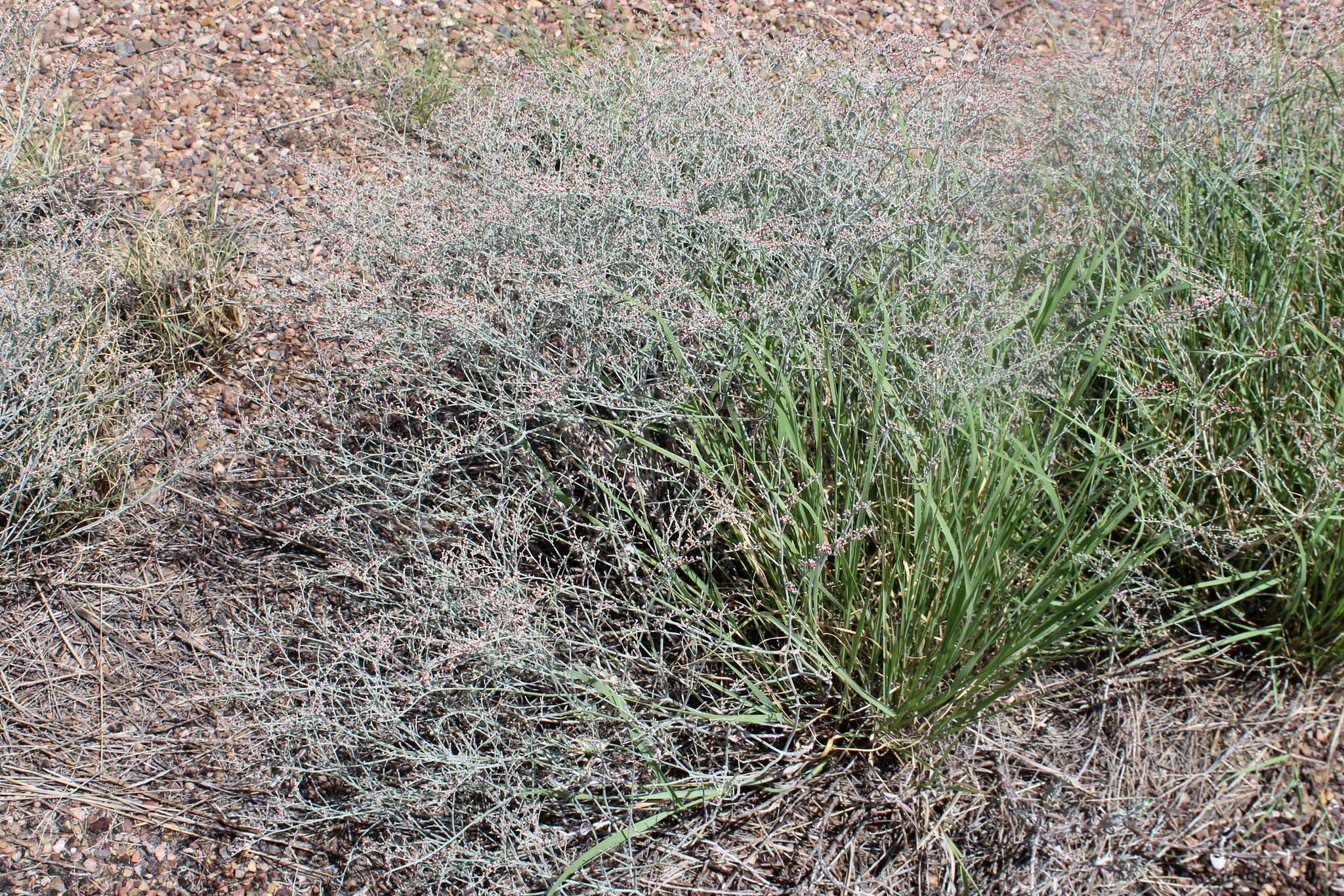 Eriogonum leptocladon var. ramosissimum