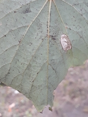 Phyllonorycter issikii