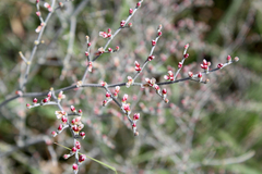 Eriogonum leptocladon ramosissimum