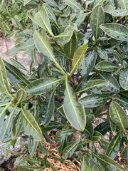 Psychotria capensis capensis