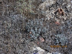 Teucrium gnaphalodes