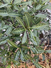 Psychotria capensis capensis