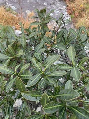 Psychotria capensis capensis