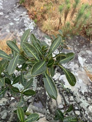 Psychotria capensis capensis