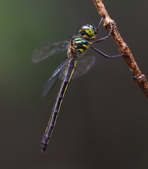 Macromidia donaldi pethiyagodai