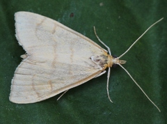 Anania crocealis