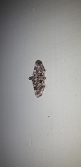 Chabula acamasalis