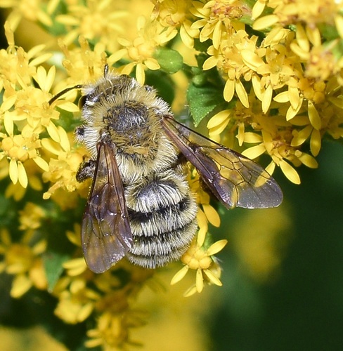 Hairy-banded Mining Bee photo 6