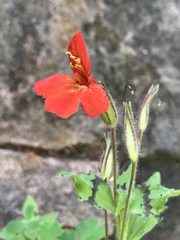 Erythranthe verbenacea