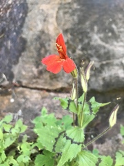 Erythranthe verbenacea