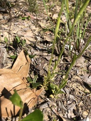 Pterostylis turfosa