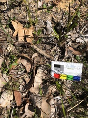 Pterostylis turfosa