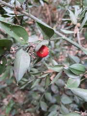 Ruscus aculeatus