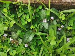 Strobilanthes reptans