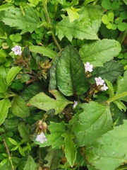 Strobilanthes reptans