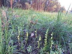 Pterostylis mutica