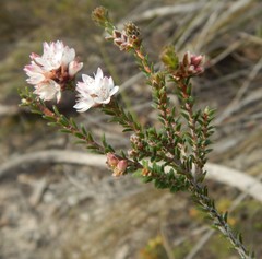 Calytrix alpestris