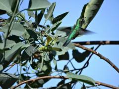 Eupetomena cirrochloris