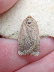 Abagrotis