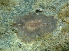 Planoceridae