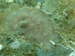 Planoceridae