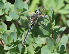 Somatochlora alpestris
