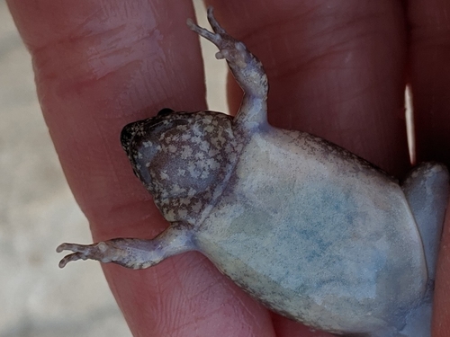 Western Narrow-mouthed Toad