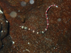 Corythoichthys amplexus