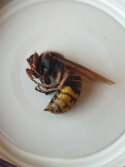 Vespa crabro