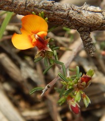 Pultenaea prostrata