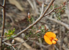 Pultenaea prostrata